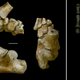 The 3.32 million year old foot of an Australopithecus afarensis toddler shown in different angles.